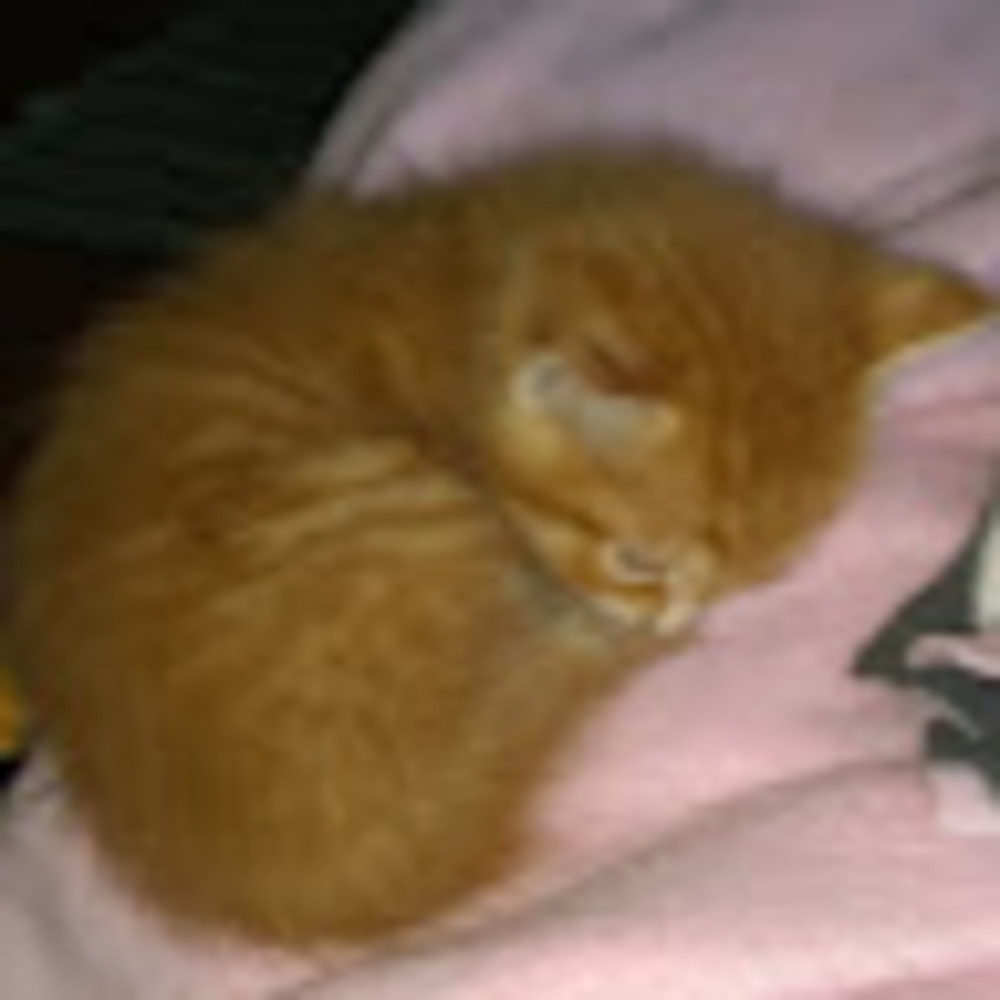 Meet your Posher, Lilly